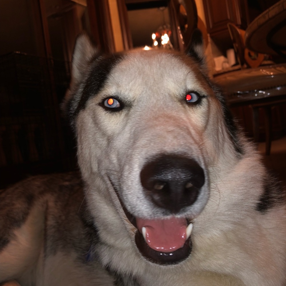 Meet your Posher, Vincent